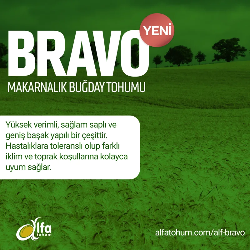 ALF Bravo — üreticinin çeşit tanıtım görseli