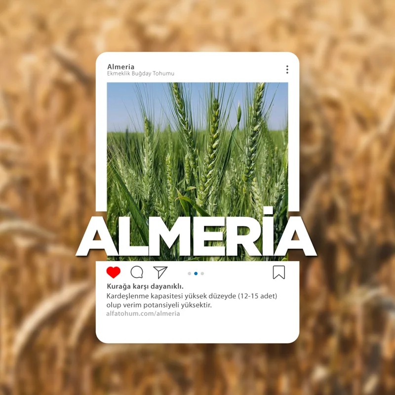 Almeria — üreticinin çeşit tanıtım görseli