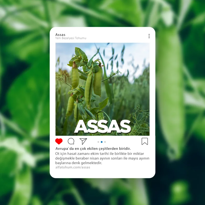 Assas — üreticinin çeşit tanıtım görseli