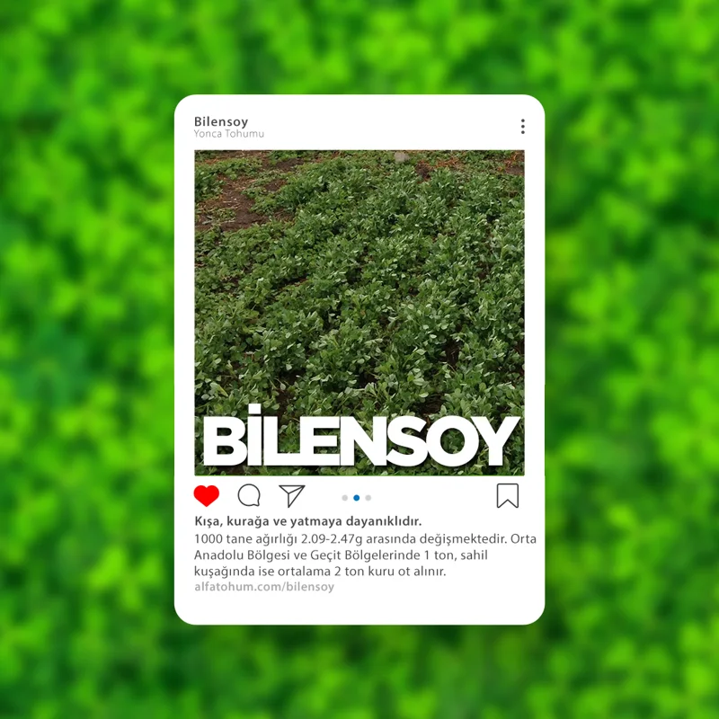 Bilensoy — üreticinin çeşit tanıtım görseli