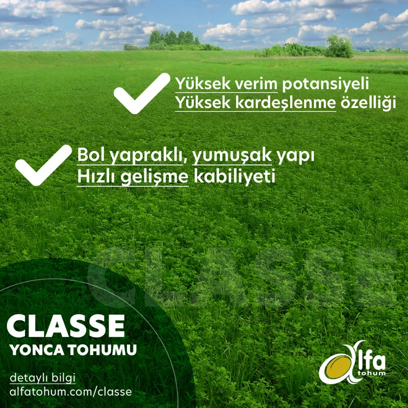 Classe — üreticinin çeşit tanıtım görseli