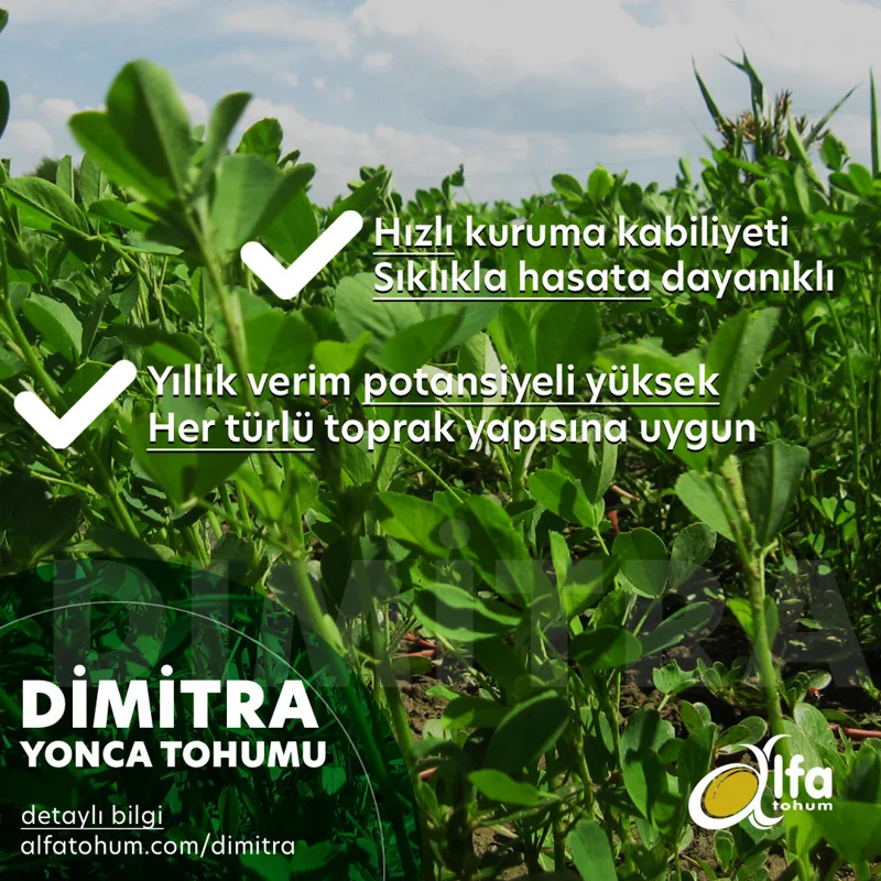Dimitra — üreticinin çeşit tanıtım görseli