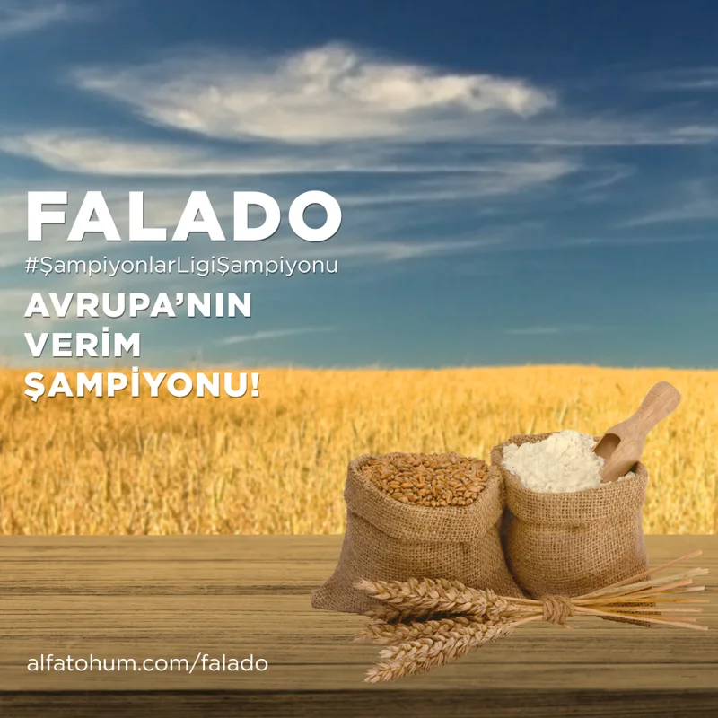 Falado — üreticinin çeşit tanıtım görseli