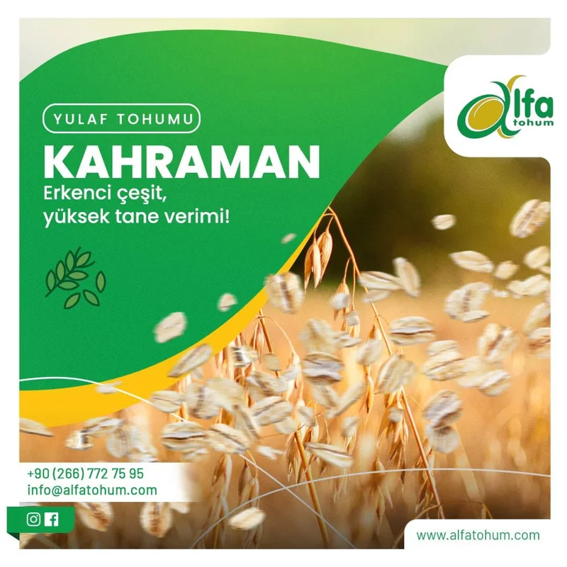 Kahraman — üreticinin çeşit tanıtım görseli
