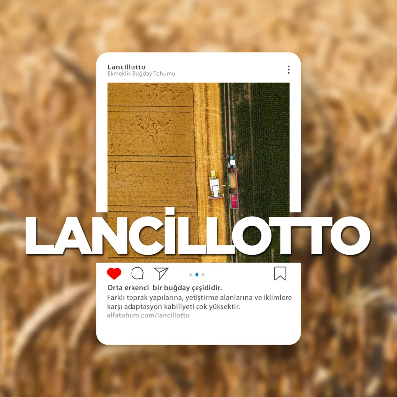 Lancillotto — üreticinin çeşit tanıtım görseli
