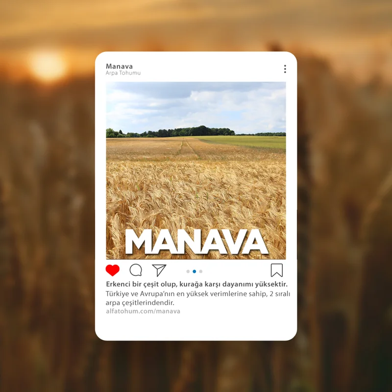 Manava — üreticinin çeşit tanıtım görseli