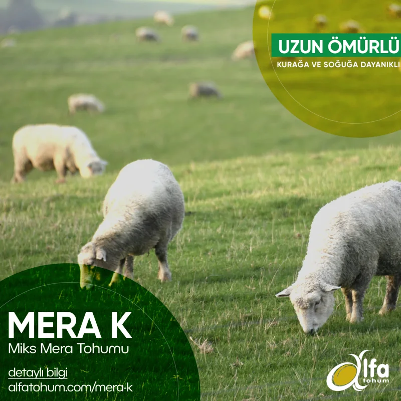 Mera-K — üreticinin çeşit tanıtım görseli