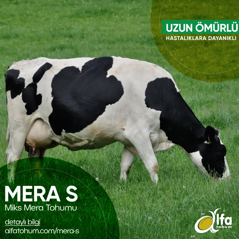 Mera-S — üreticinin çeşit tanıtım görseli