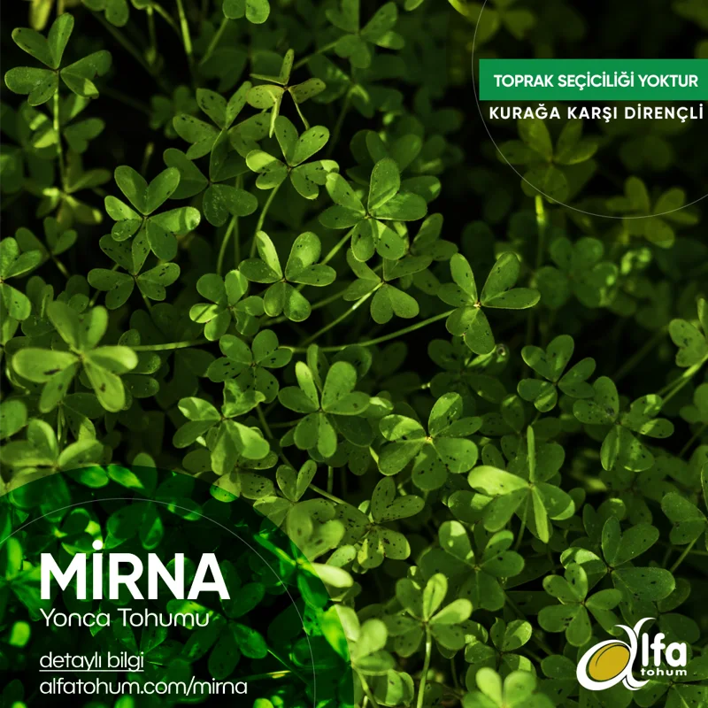 Mirna — üreticinin çeşit tanıtım görseli