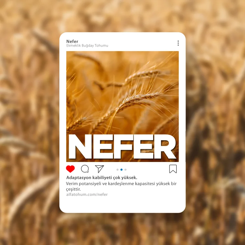 Nefer — üreticinin çeşit tanıtım görseli