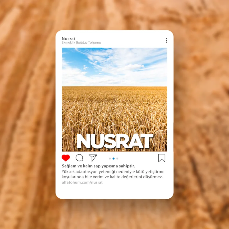 Nusrat — üreticinin çeşit tanıtım görseli