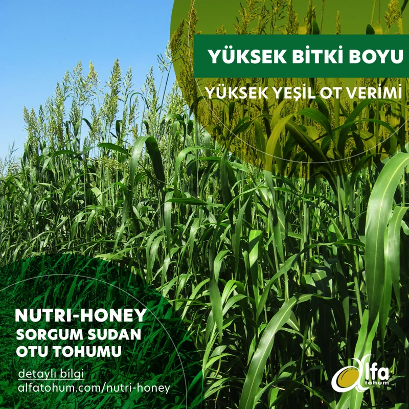 Nutri Honey — üreticinin çeşit tanıtım görseli