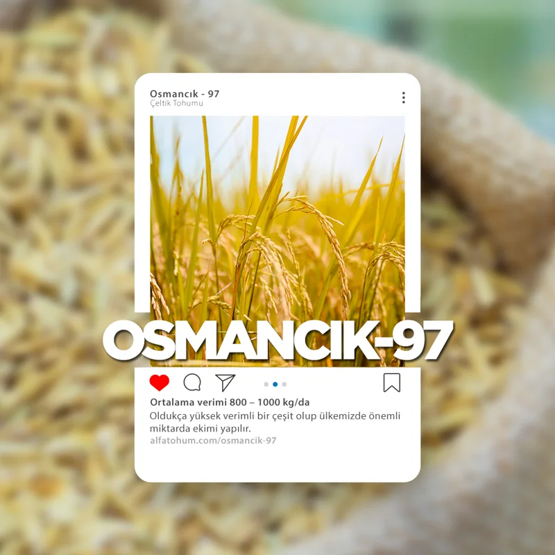 Osmancık 97 — üreticinin çeşit tanıtım görseli