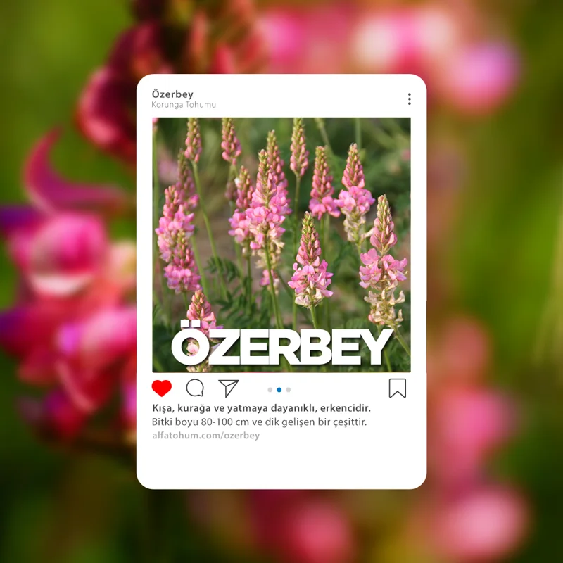 Özerbey — üreticinin çeşit tanıtım görseli