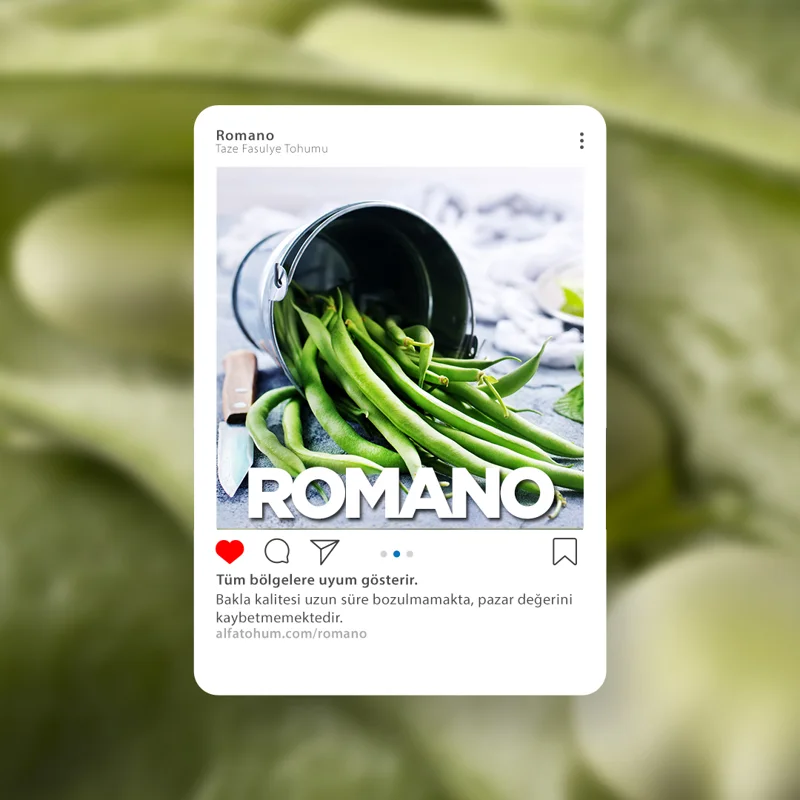 Romano — üreticinin çeşit tanıtım görseli