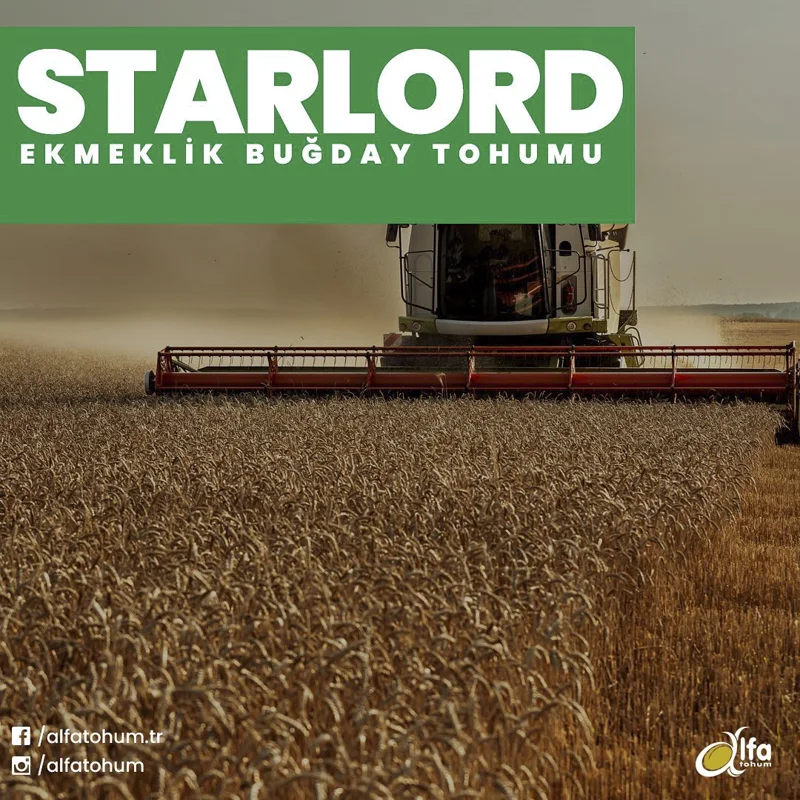 Starlord — üreticinin çeşit tanıtım görseli