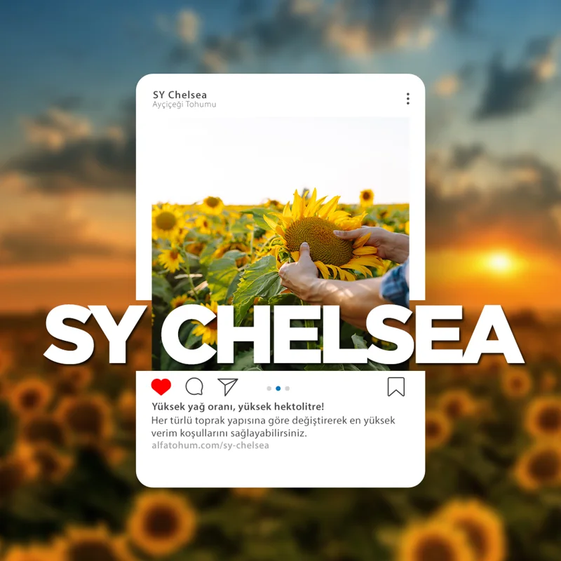 SY Chelsea — üreticinin çeşit tanıtım görseli