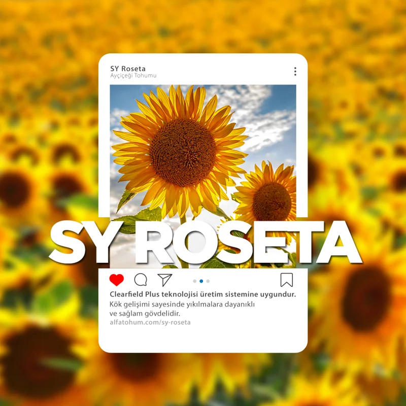 SY Roseta — üreticinin çeşit tanıtım görseli