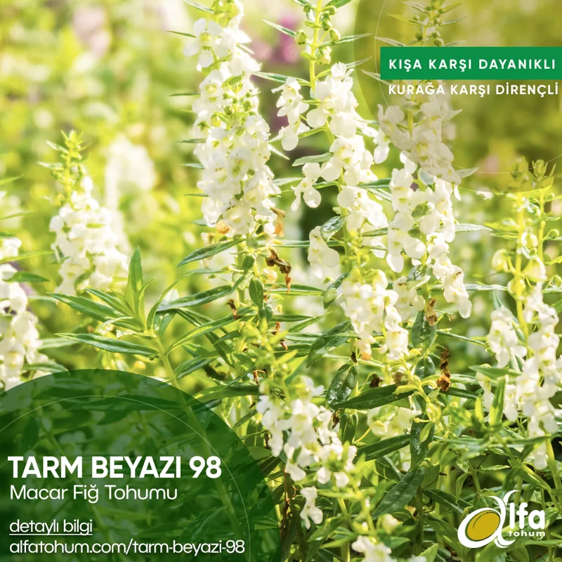 Tarm Beyazı 98 — üreticinin çeşit tanıtım görseli