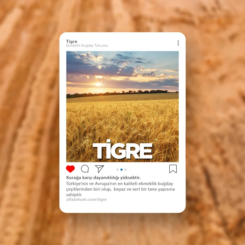 Tigre — üreticinin çeşit tanıtım görseli