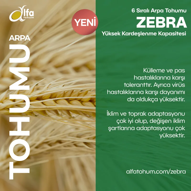 Zebra — üreticinin çeşit tanıtım görseli