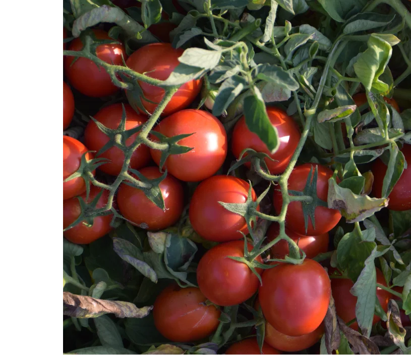 Bitek F1 — üreticinin çeşit görseli