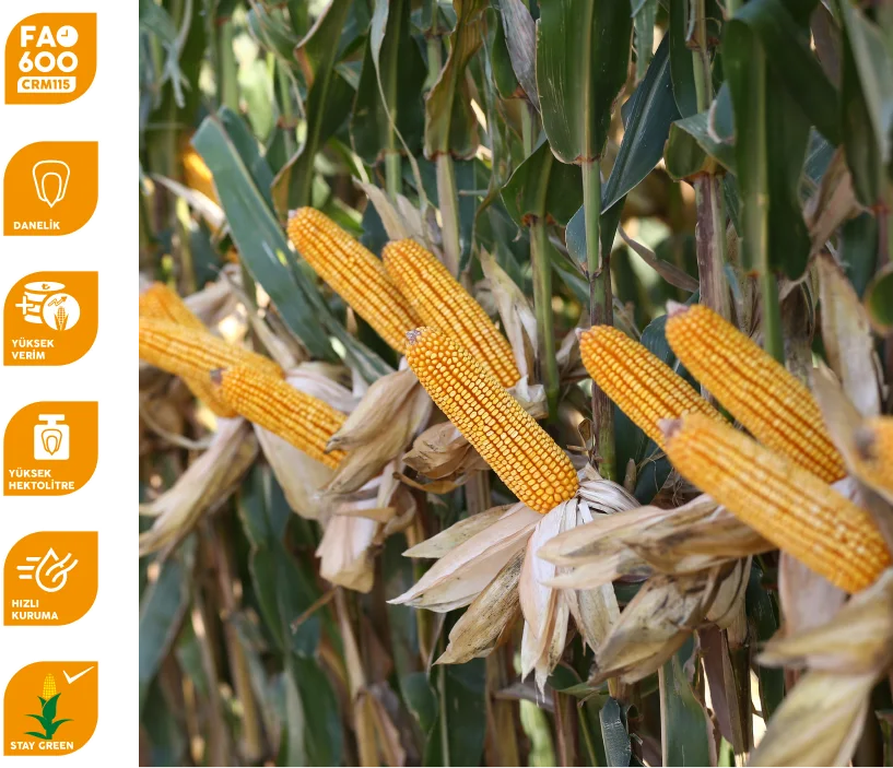 CAPUZİ — üreticinin çeşit görseli