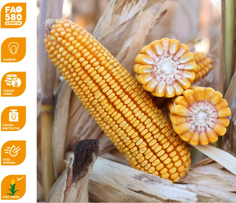 Expertize — üreticinin çeşit görseli