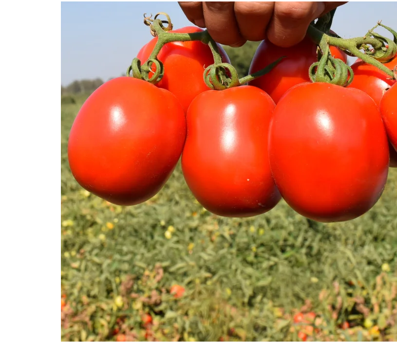 Külçe F1 — üreticinin çeşit görseli