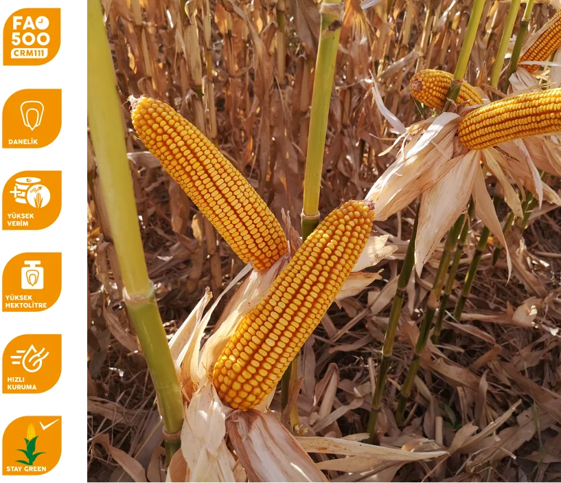 M15G40 — üreticinin çeşit görseli