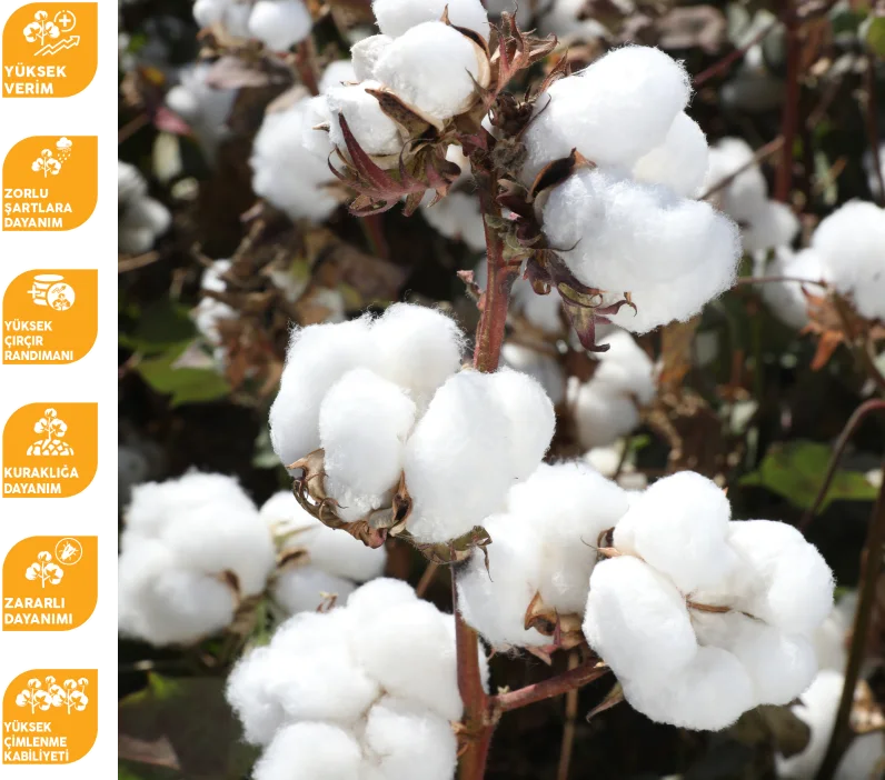 MAY455 — üreticinin çeşit görseli