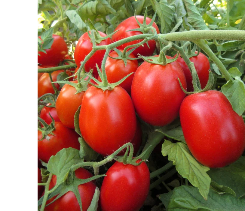 Odak F1 — üreticinin çeşit görseli