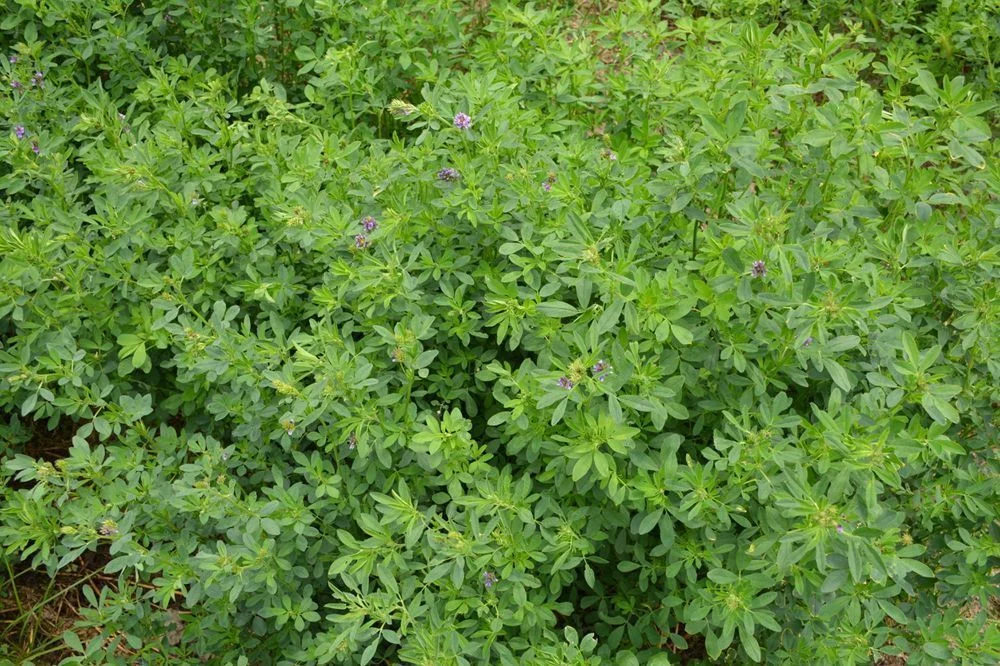 Yonca - Vanda — üreticinin ürün görseli