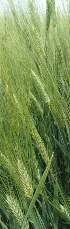 Durofinus — üreticinin ürün görseli