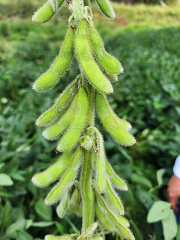 Olivya — üreticinin ürün görseli